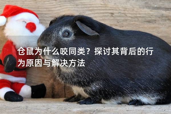 仓鼠为什么咬同类？探讨其背后的行为原因与解决方法
