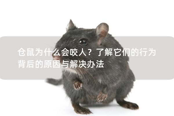 仓鼠为什么会咬人？了解它们的行为背后的原因与解决办法