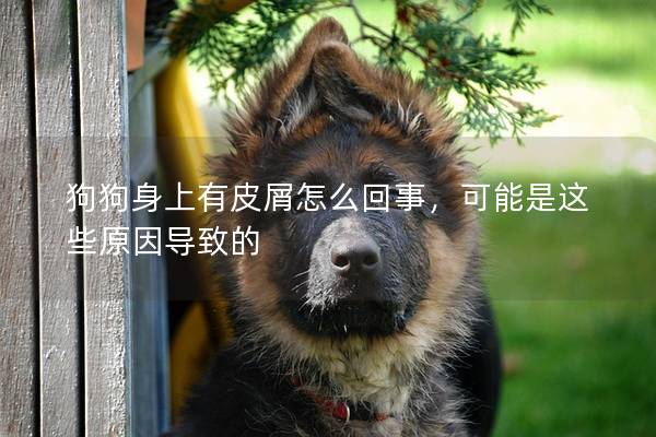 狗狗身上有皮屑怎么回事，可能是这些原因导致的
