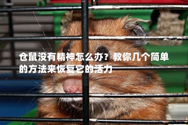 仓鼠没有精神怎么办？教你几个简单的方法来恢复它的活力