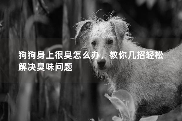 狗狗身上很臭怎么办，教你几招轻松解决臭味问题