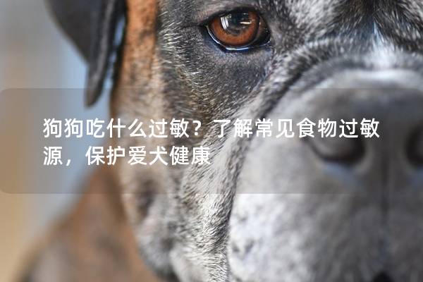 狗狗吃什么过敏？了解常见食物过敏源，保护爱犬健康