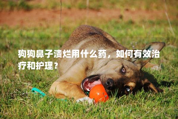狗狗鼻子溃烂用什么药，如何有效治疗和护理？