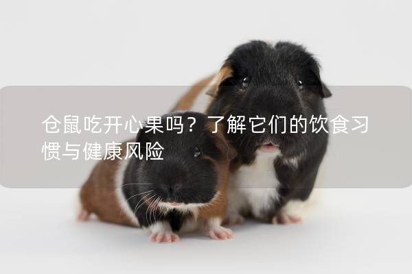 仓鼠吃开心果吗？了解它们的饮食习惯与健康风险