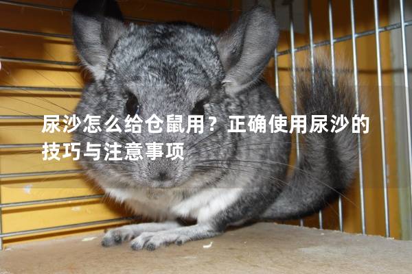 尿沙怎么给仓鼠用?正确使用尿沙的技巧与注意事项 尿沙怎么给仓鼠用?正确使用尿沙的技巧与注意事项