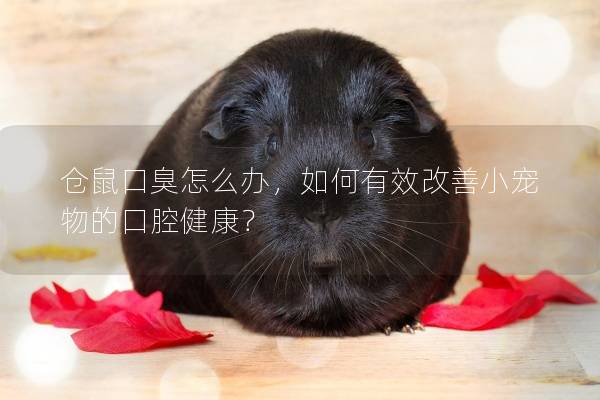 仓鼠口臭怎么办，如何有效改善小宠物的口腔健康？