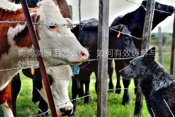 狗狗淌眼泪怎么办,如何有效缓解与处理? 狗狗淌眼泪怎么办,如何有效缓解与处理?