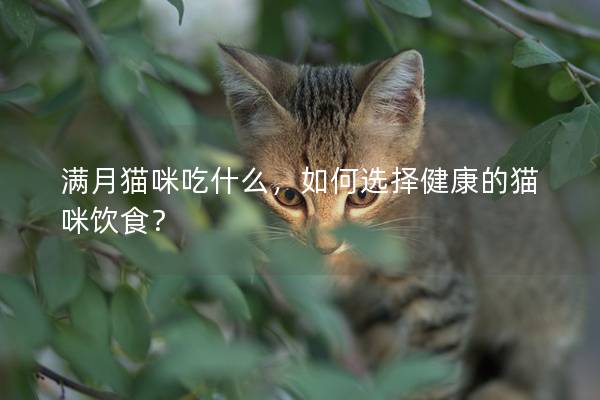 满月猫咪吃什么，如何选择健康的猫咪饮食？