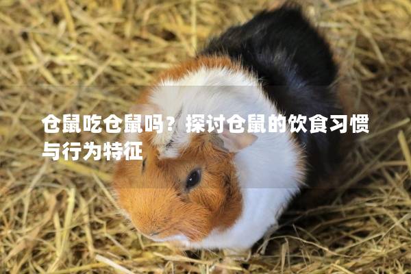 仓鼠吃仓鼠吗？探讨仓鼠的饮食习惯与行为特征