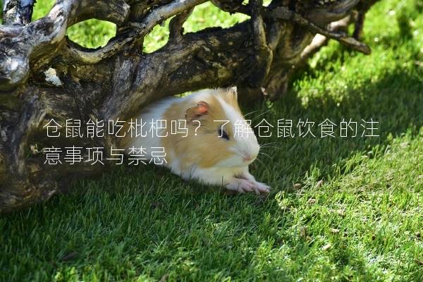 仓鼠能吃枇杷吗？了解仓鼠饮食的注意事项与禁忌
