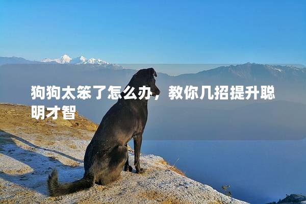 狗狗太笨了怎么办，教你几招提升聪明才智