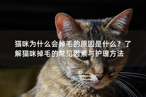 猫咪为什么会掉毛的原因是什么?了解猫咪掉毛的常见因素与护理方法 猫咪为什么会掉毛的原因是什么?了解猫咪掉毛的常见因素与护理方法