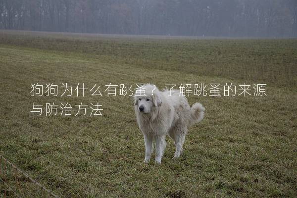 狗狗为什么有跳蚤？了解跳蚤的来源与防治方法