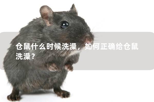 仓鼠什么时候洗澡，如何正确给仓鼠洗澡？