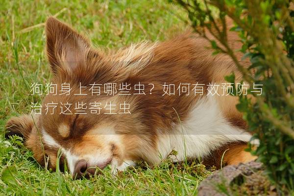 狗狗身上有哪些虫？如何有效预防与治疗这些寄生虫