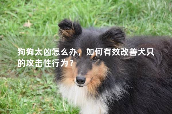 狗狗太凶怎么办，如何有效改善犬只的攻击性行为？