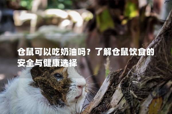 仓鼠可以吃奶油吗？了解仓鼠饮食的安全与健康选择