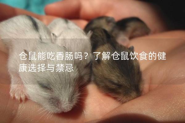 仓鼠能吃香肠吗？了解仓鼠饮食的健康选择与禁忌