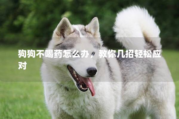 狗狗不喝药怎么办，教你几招轻松应对