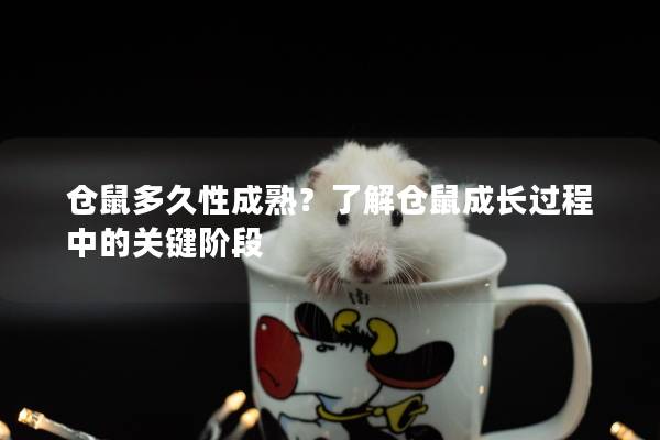 仓鼠多久性成熟？了解仓鼠成长过程中的关键阶段