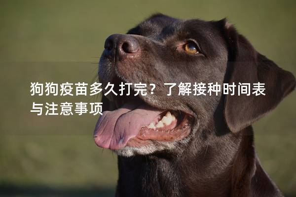 狗狗疫苗多久打完?了解接种时间表与注意事项 狗狗疫苗多久打完?了解接种时间表与注意事项