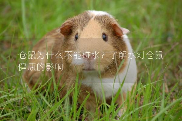 仓鼠为什么不能碰水？了解水对仓鼠健康的影响