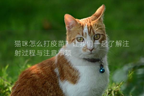 猫咪怎么打疫苗？让我们一起了解注射过程与注意事项