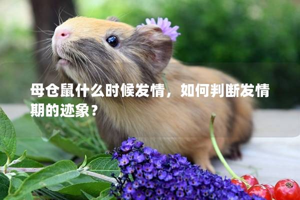 母仓鼠什么时候发情，如何判断发情期的迹象？