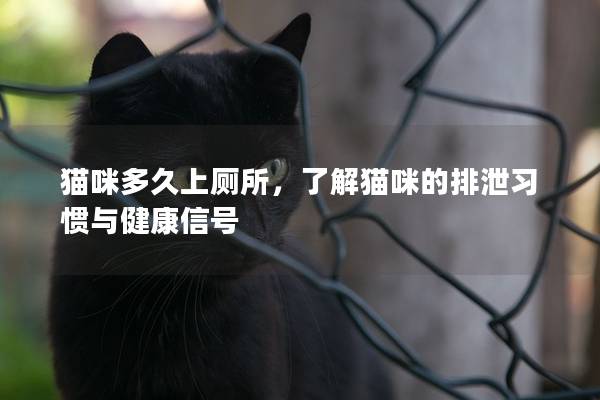 猫咪多久上厕所,了解猫咪的排泄习惯与健康信号 猫咪多久上厕所,了解猫咪的排泄习惯与健康信号