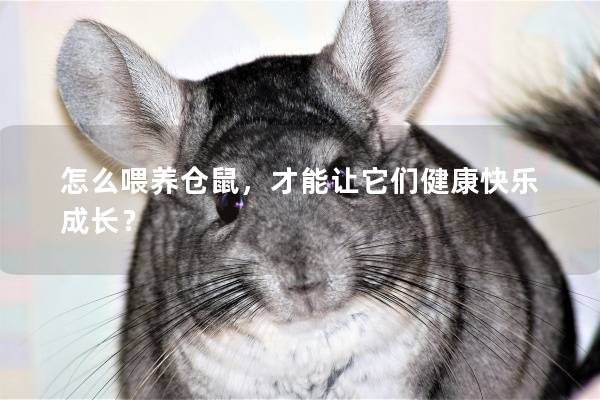 怎么喂养仓鼠,才能让它们健康快乐成长? 怎么喂养仓鼠,才能让它们健康快乐成长?