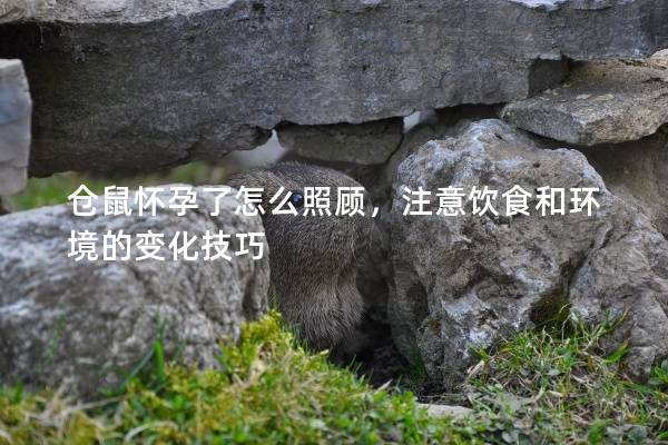 仓鼠怀孕了怎么照顾，注意饮食和环境的变化技巧