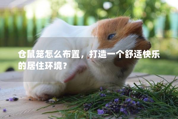 仓鼠笼怎么布置，打造一个舒适快乐的居住环境？