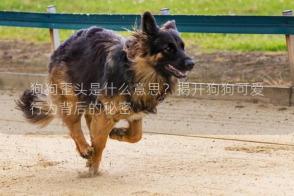 狗狗歪头是什么意思？揭开狗狗可爱行为背后的秘密