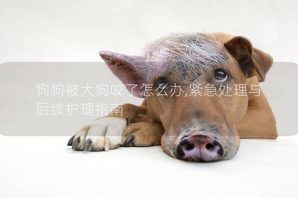 狗狗被大狗咬了怎么办,紧急处理与后续护理指南