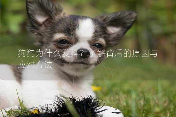 狗狗为什么发抖？了解背后的原因与应对方法