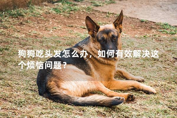 狗狗吃头发怎么办，如何有效解决这个烦恼问题？