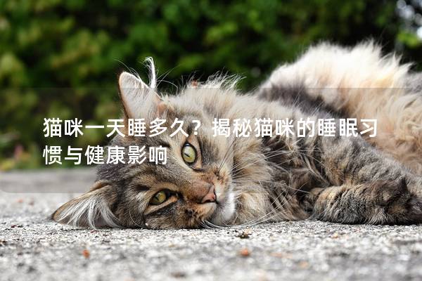 猫咪一天睡多久？揭秘猫咪的睡眠习惯与健康影响