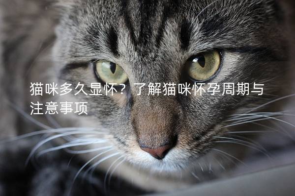 猫咪多久显怀?了解猫咪怀孕周期与注意事项 猫咪多久显怀?了解猫咪怀孕周期与注意事项