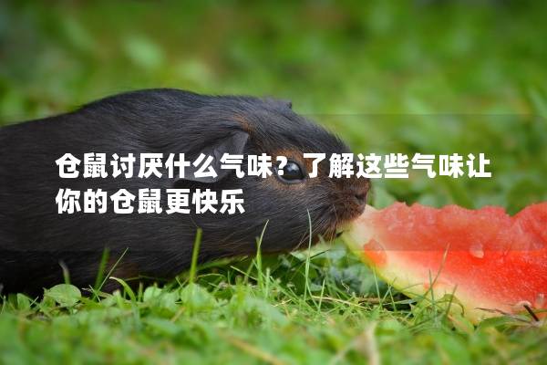 仓鼠讨厌什么气味？了解这些气味让你的仓鼠更快乐