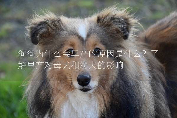 狗狗为什么会早产的原因是什么？了解早产对母犬和幼犬的影响
