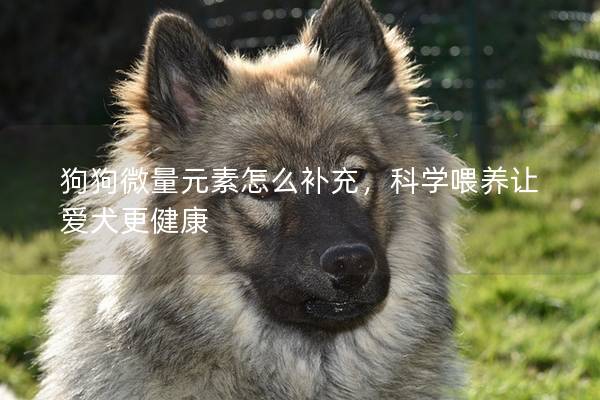 狗狗微量元素怎么补充，科学喂养让爱犬更健康