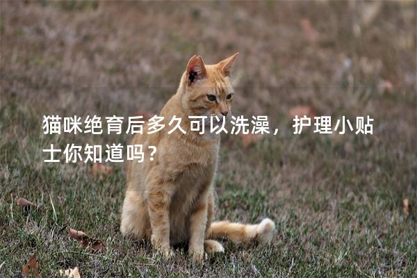猫咪绝育后多久可以洗澡，护理小贴士你知道吗？