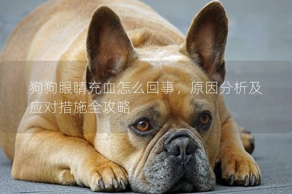 狗狗眼睛充血怎么回事，原因分析及应对措施全攻略