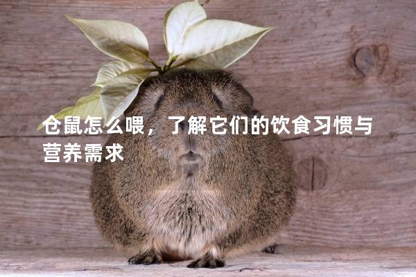 仓鼠怎么喂,了解它们的饮食习惯与营养需求 仓鼠怎么喂,了解它们的饮食习惯与营养需求