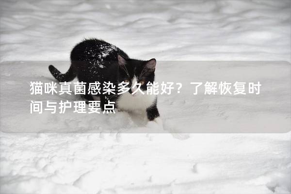 猫咪真菌感染多久能好？了解恢复时间与护理要点