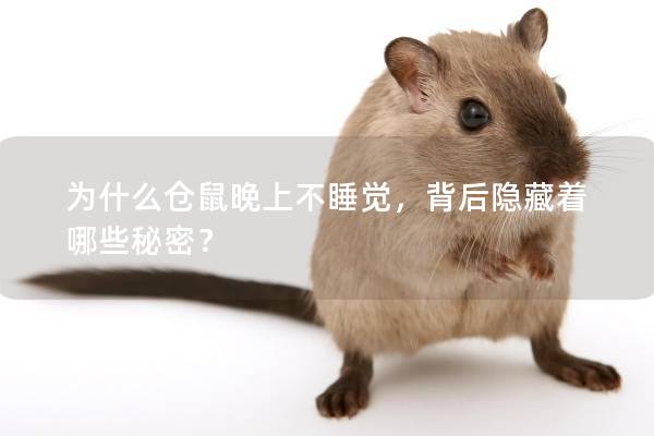 为什么仓鼠晚上不睡觉，背后隐藏着哪些秘密？