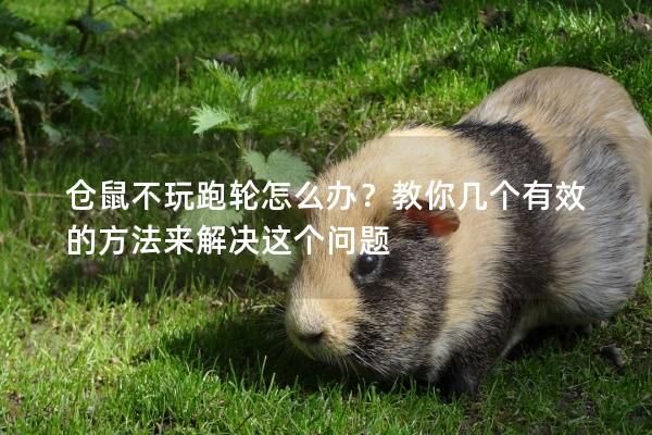 仓鼠不玩跑轮怎么办？教你几个有效的方法来解决这个问题