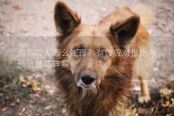 狗狗咬人怎么处理？有效应对措施与预防技巧详解