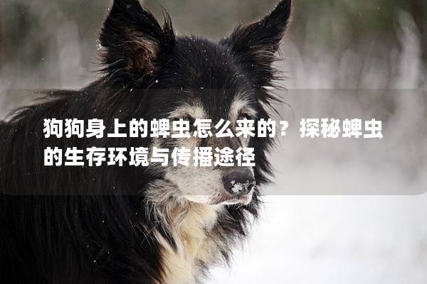 狗狗身上的蜱虫怎么来的？探秘蜱虫的生存环境与传播途径