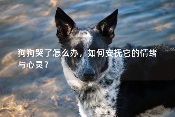 狗狗哭了怎么办，如何安抚它的情绪与心灵？